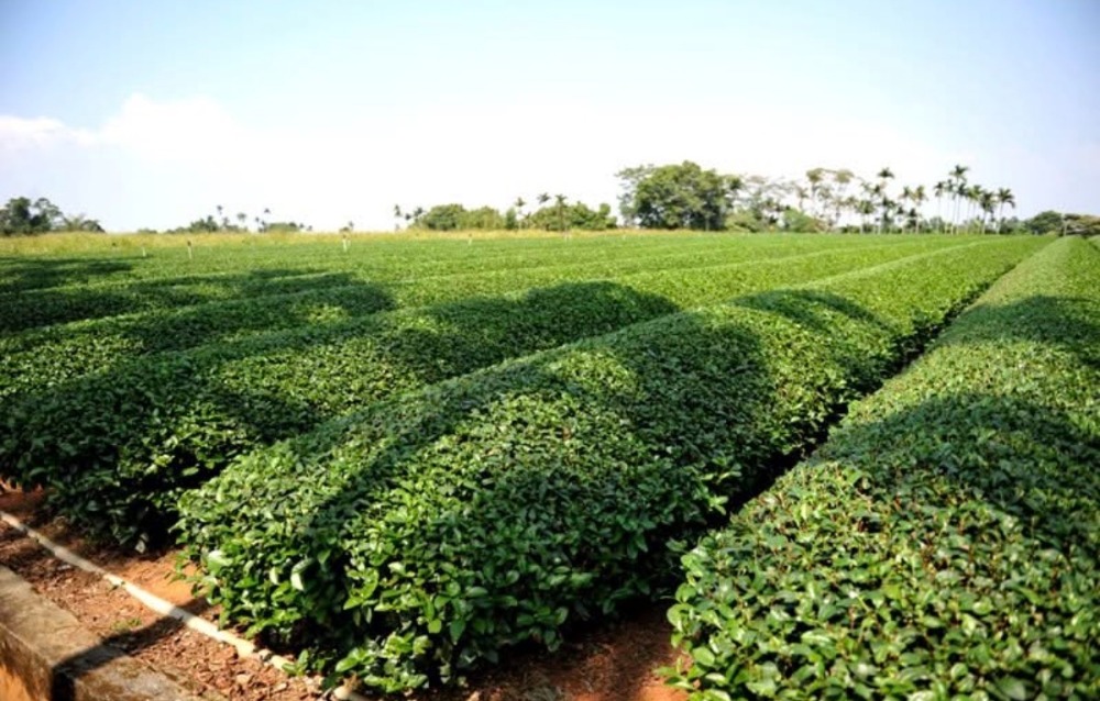Rows of lush tea plants growing in a Taiwanese tea garden beneath a clear sky.