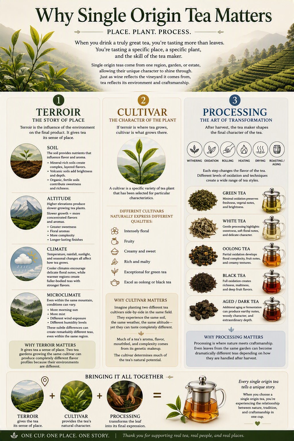 Aurasteep guide to why single origin tea matters — terroir, cultivar, and processing, and how place, plant, and transformation shape every cup.