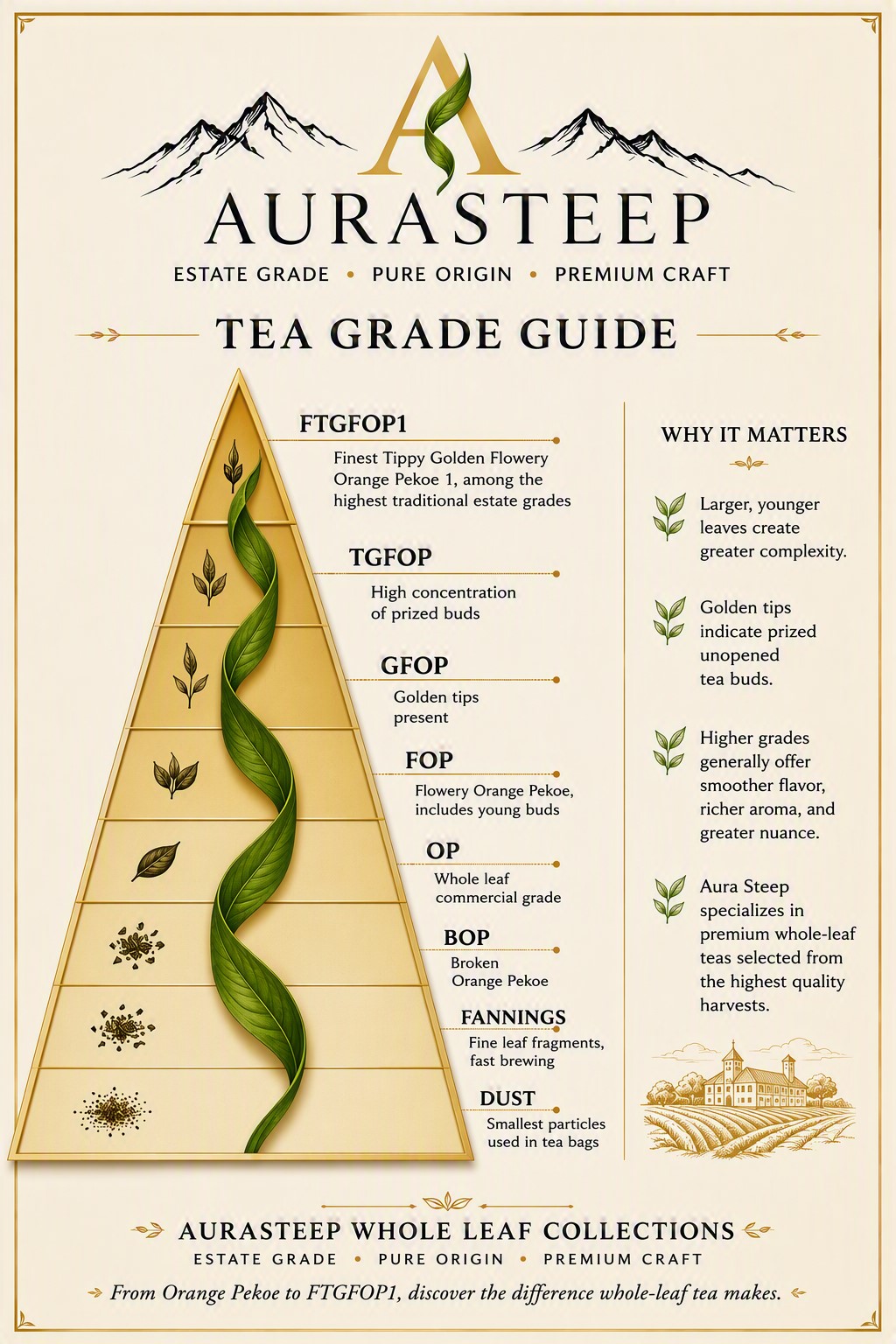 Aurasteep tea grade guide — a pyramid from FTGFOP1, TGFOP, GFOP, FOP, and OP down through BOP, fannings, and dust, with why it matters: larger younger leaves create greater complexity, golden tips indicate prized unopened buds, and higher grades offer smoother flavor, richer aroma, and greater nuance.