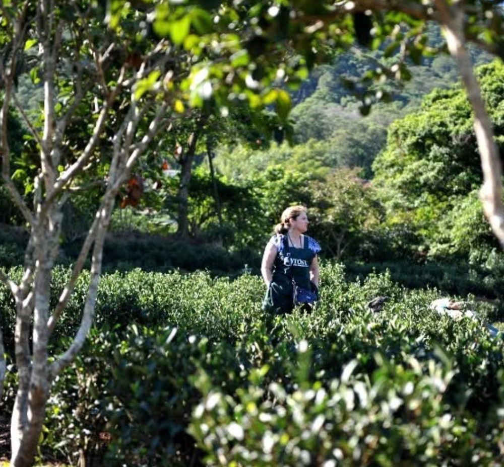 Michele Beutler exploring the tea gardens of Taiwan